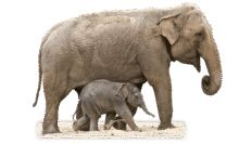 elephant 1049846 640 (1)